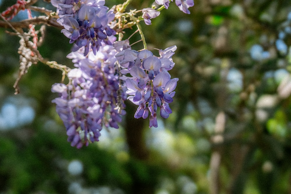 a bunch of purple flowers hanging from a tree