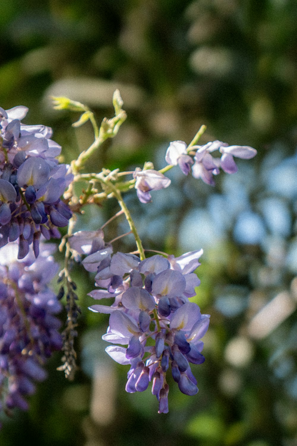 a bunch of purple flowers hanging from a tree