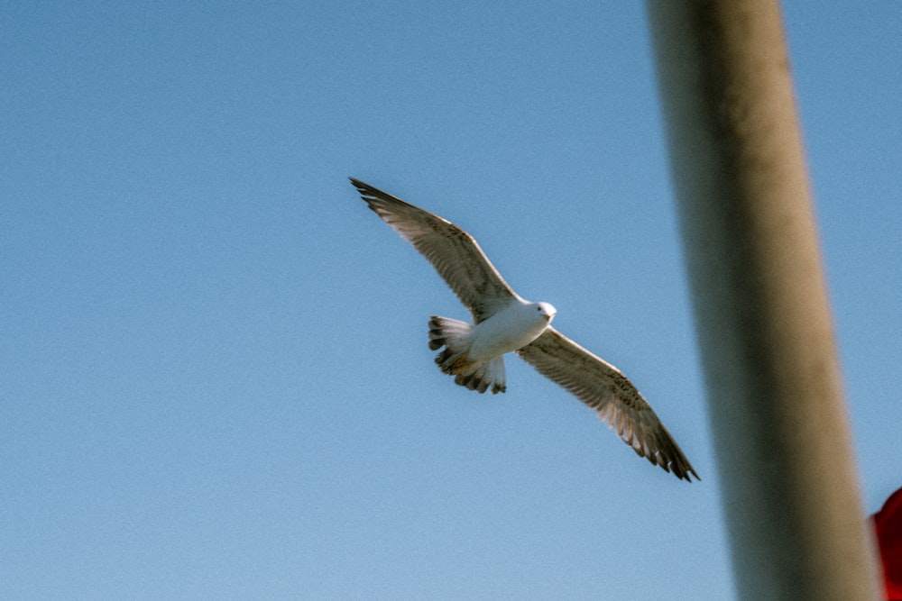 a seagull flying over a stop sign on a clear day