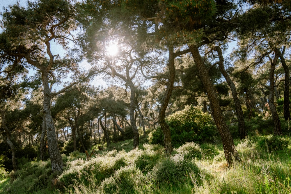 the sun shines through the trees in the forest