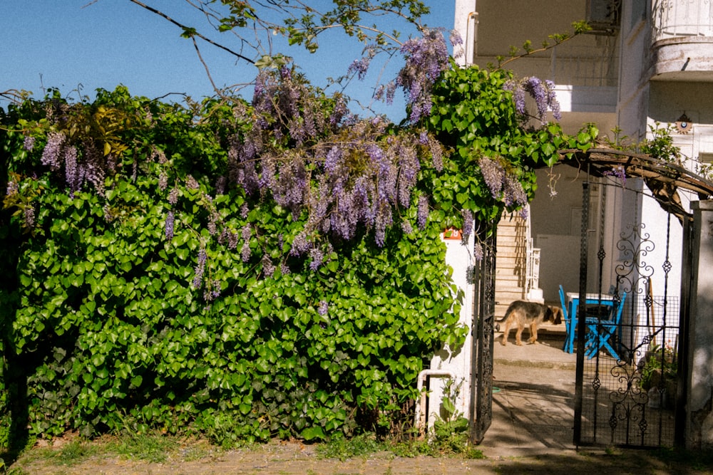a house covered in purple flowers next to a fence