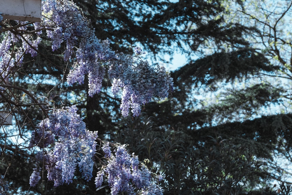 purple flowers blooming on a tree in the sun
