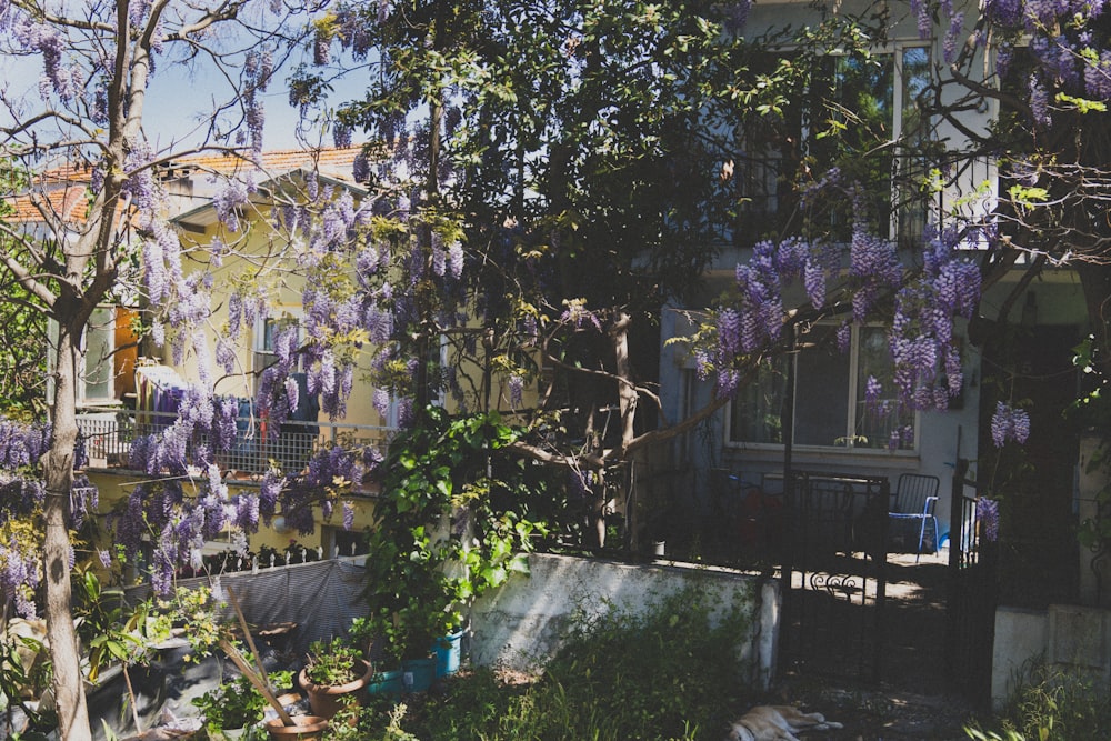 a building with a bunch of purple flowers on it