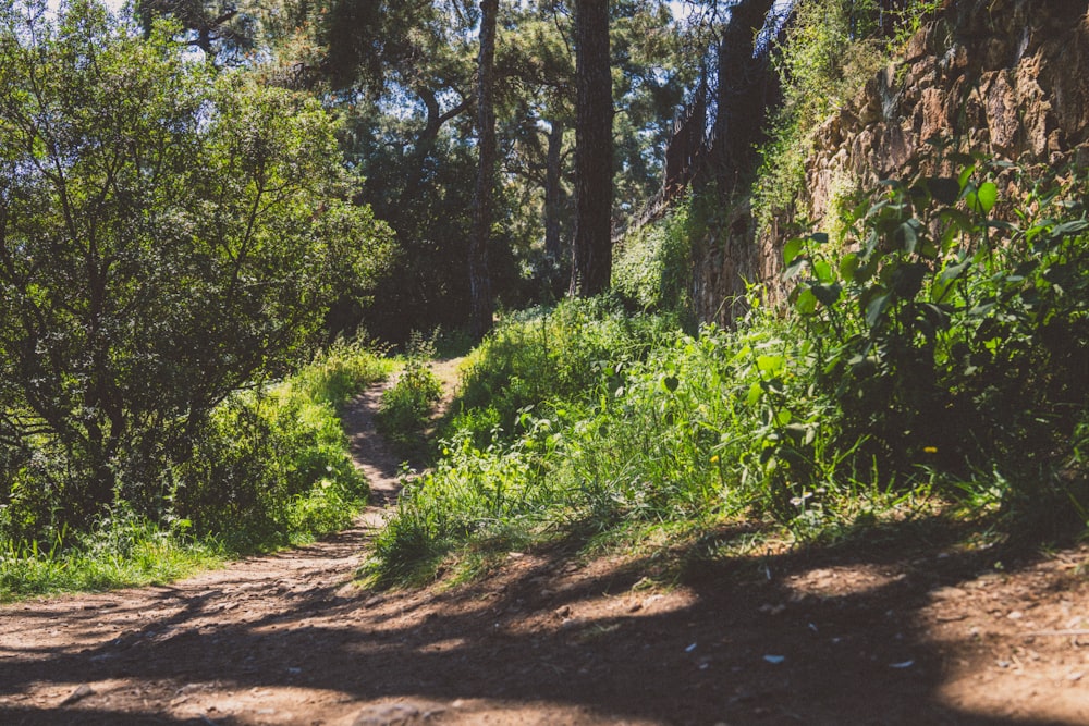 a dirt path in the middle of a forest