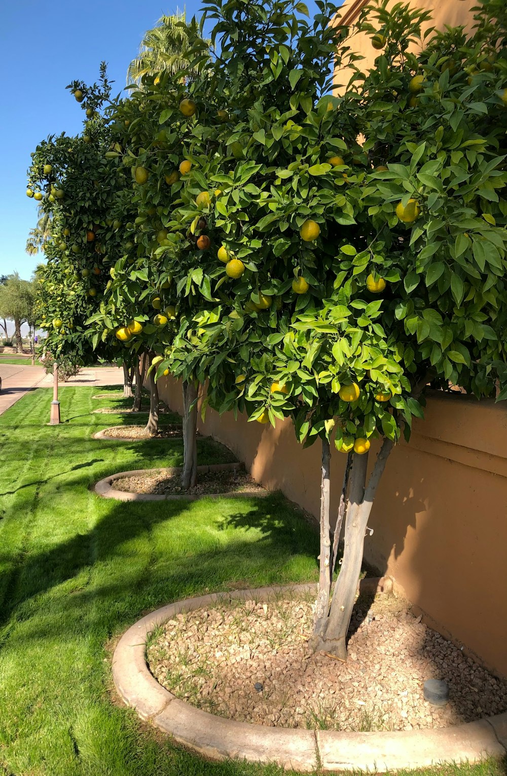 a row of orange trees with oranges growing on them