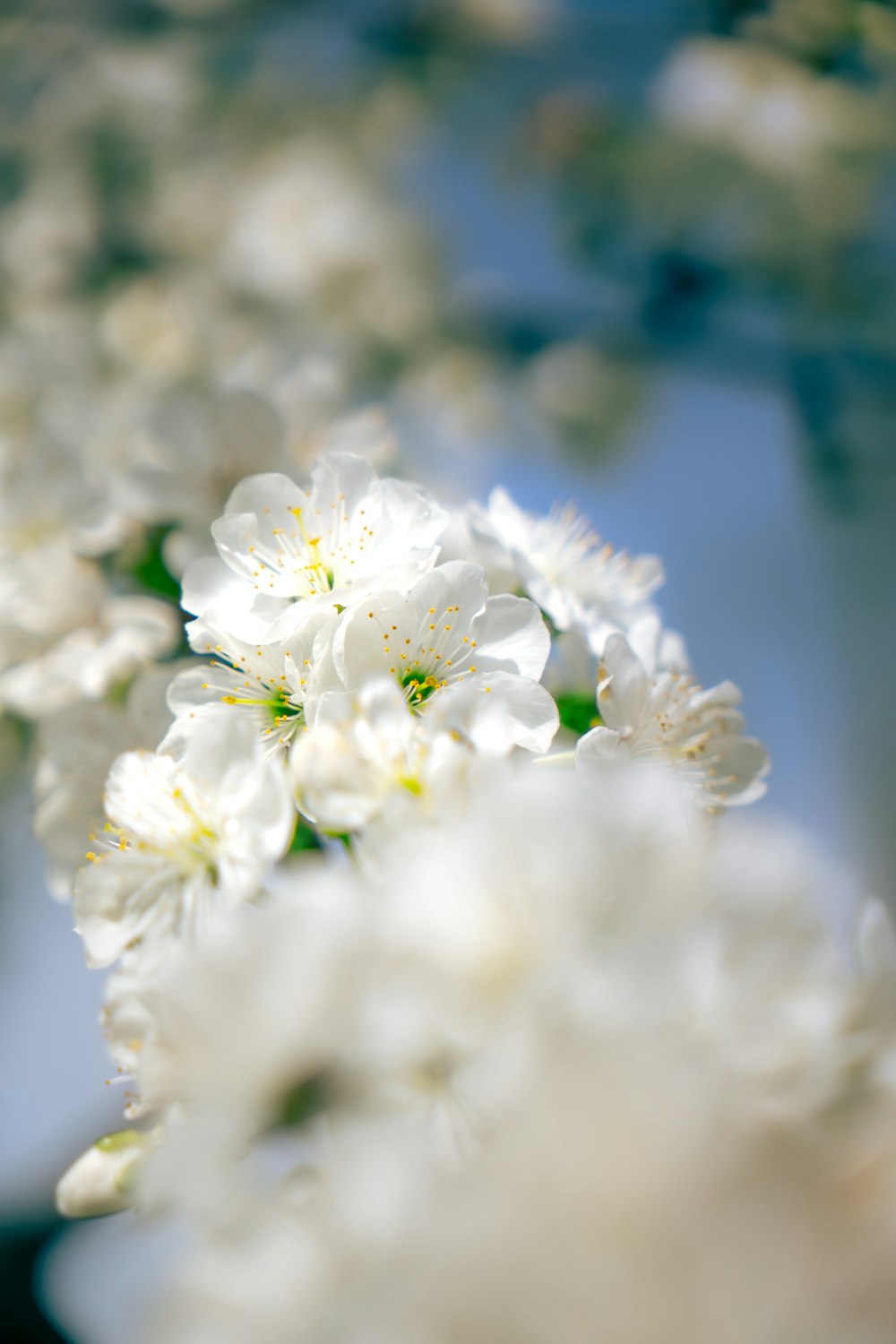 a bunch of white flowers that are in a vase