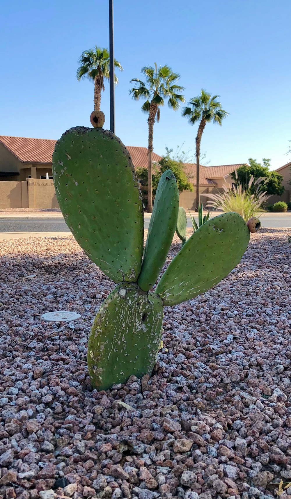 a cactus in the middle of a gravel area