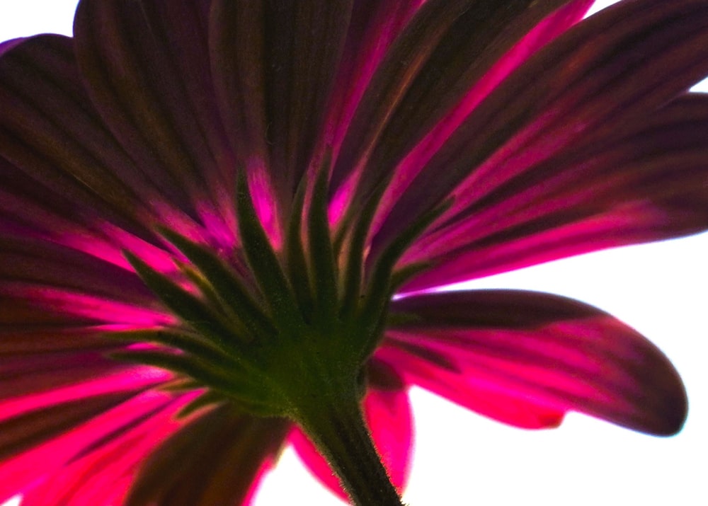 a close up of a pink flower with a white background