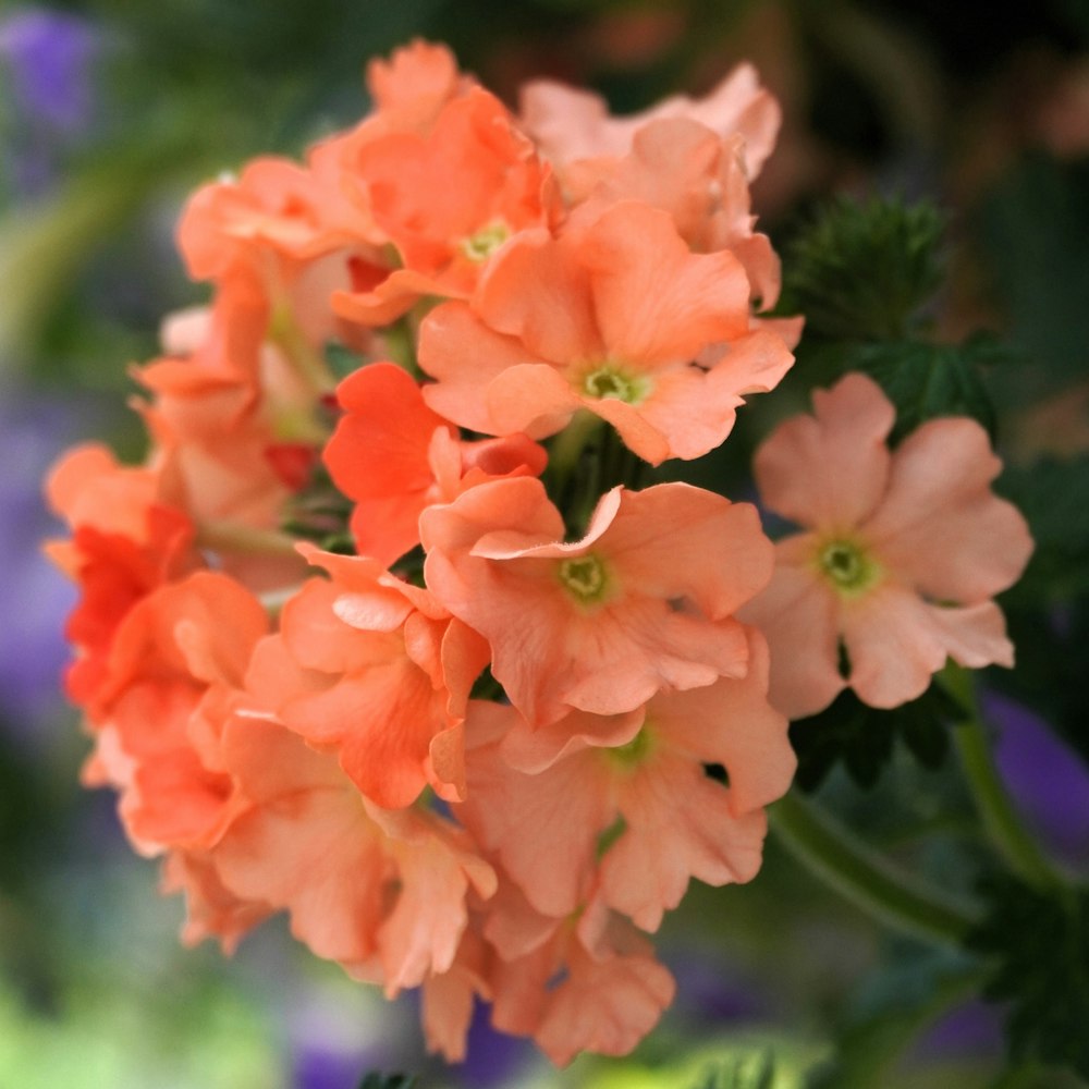 a close up of a bunch of orange flowers