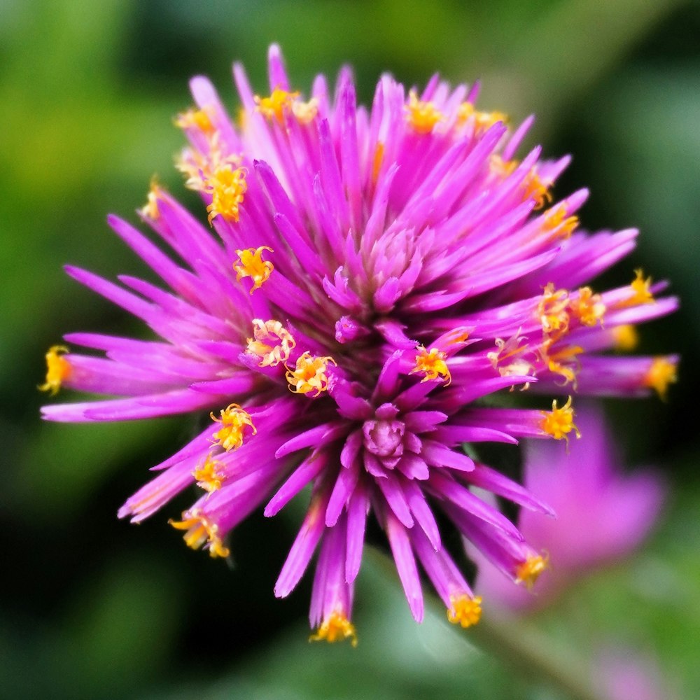 a close up of a purple flower with yellow stamens