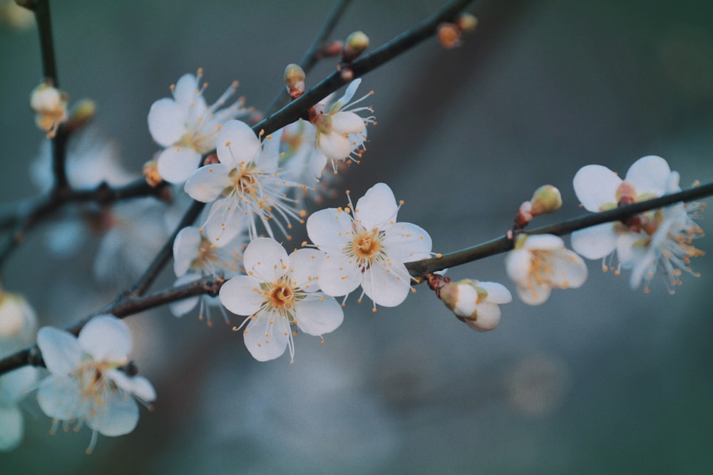 a branch of a tree with white flowers