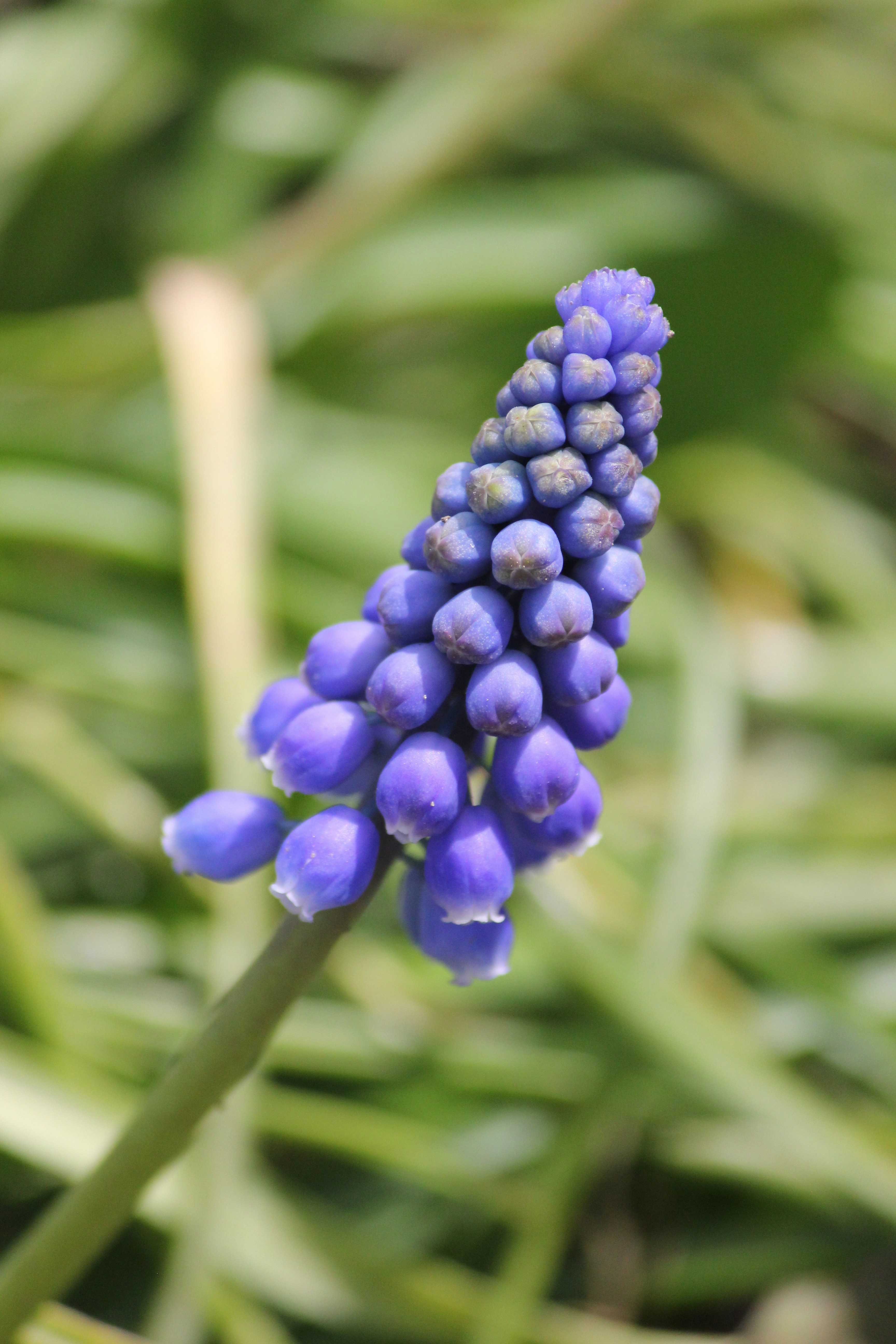 Photo by frolicsomefairy