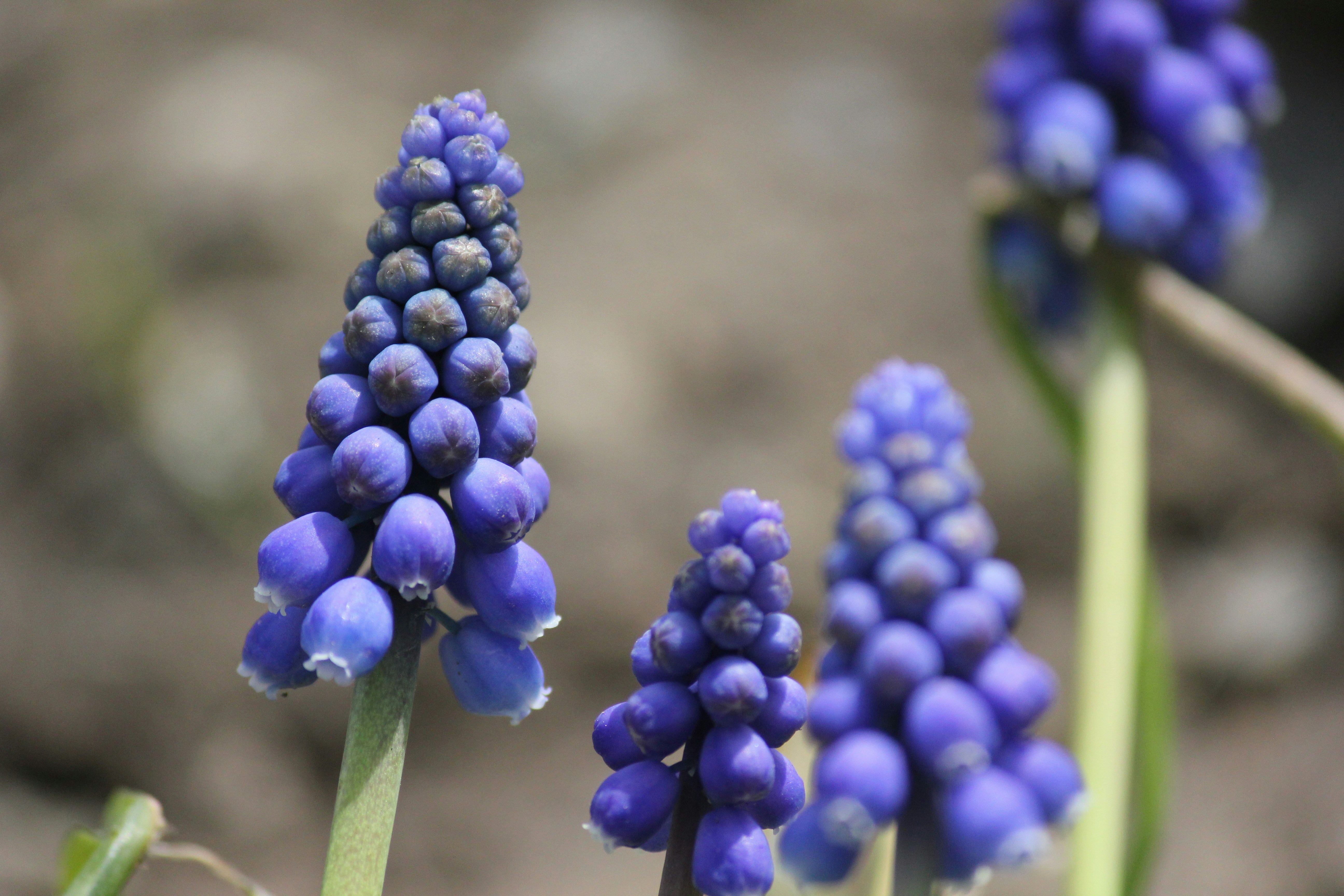 Photo by frolicsomefairy