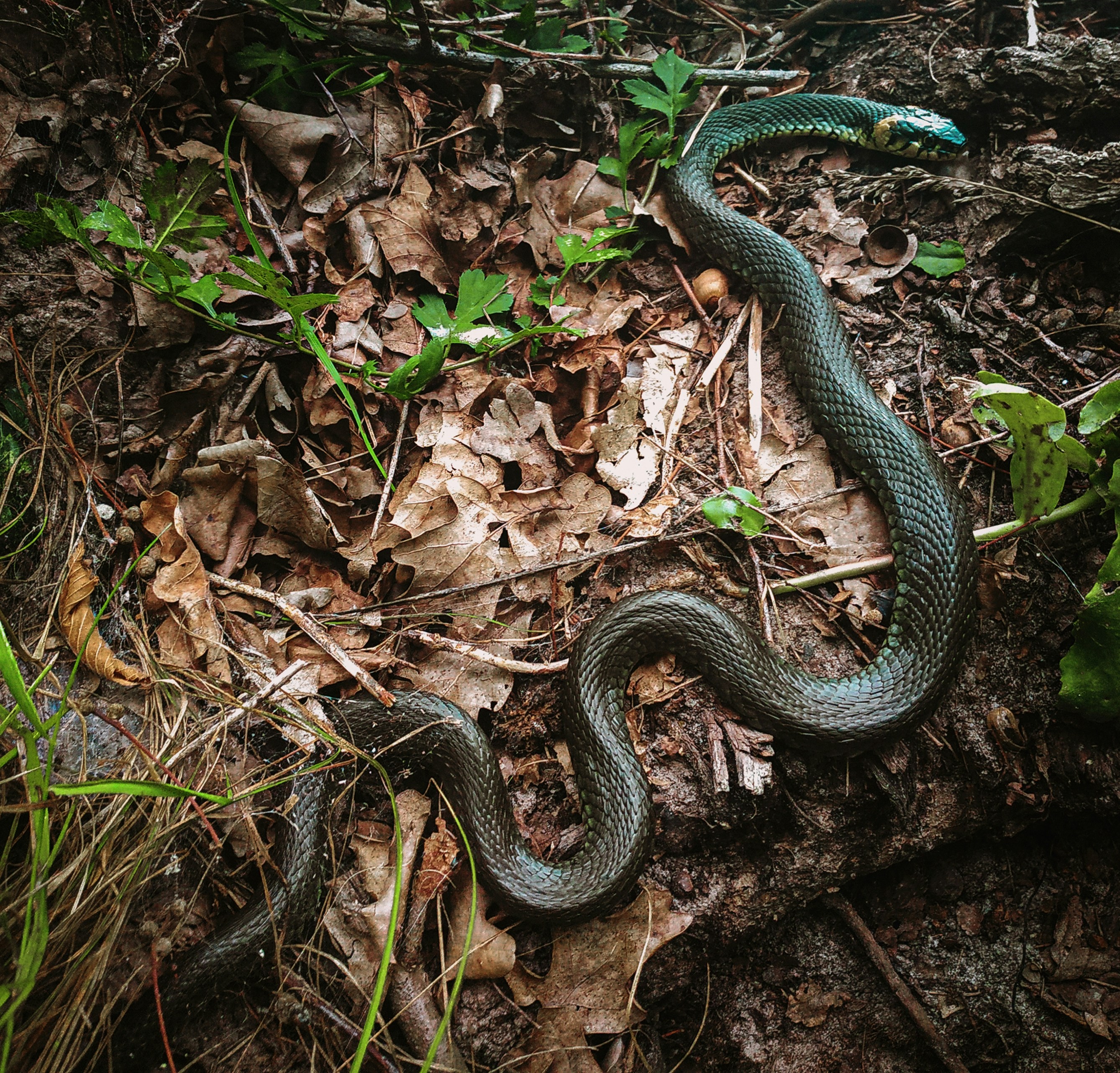 a snake that is laying on the ground