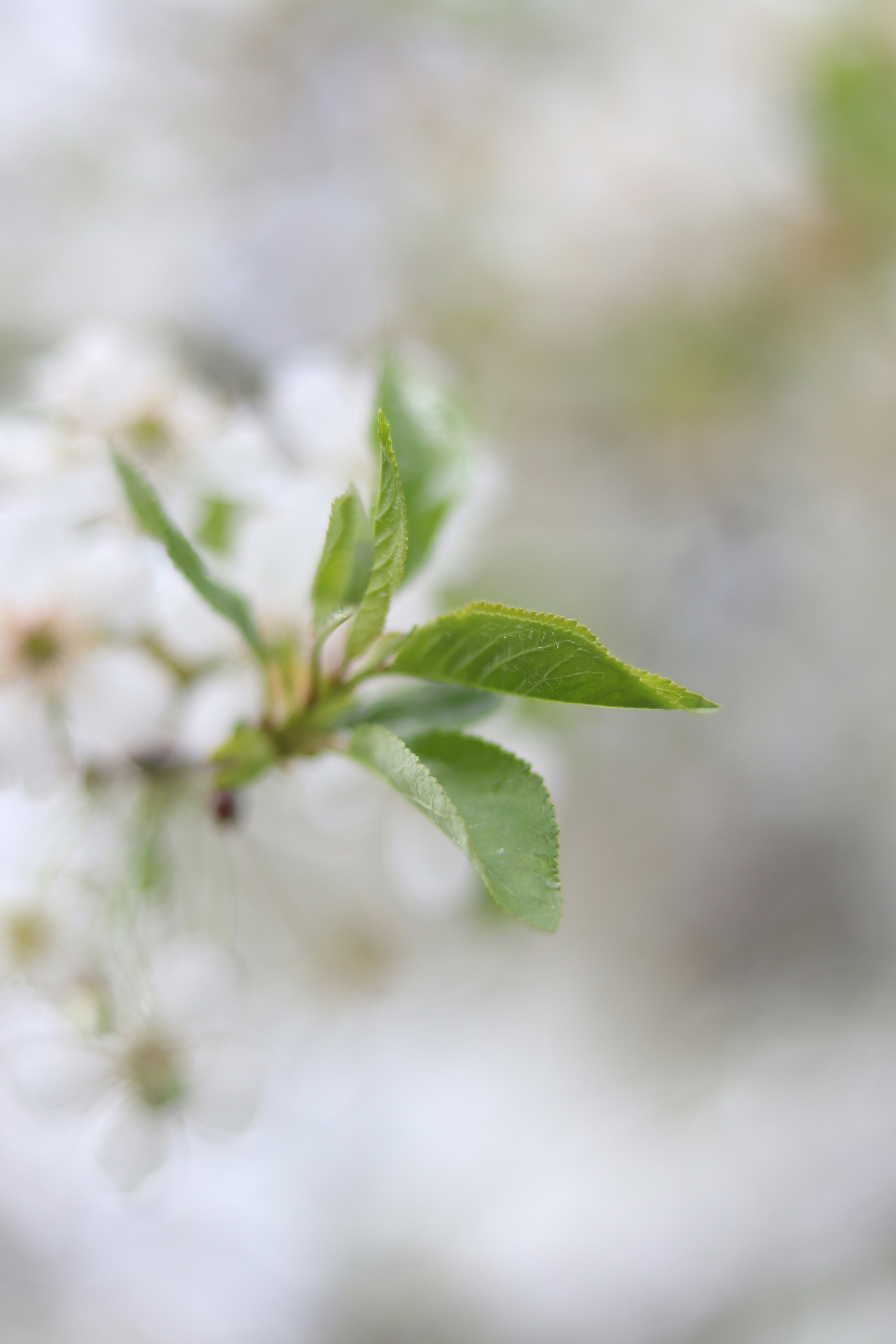 A close up of a tree branch with white flowers photo – Free Брест Image ...