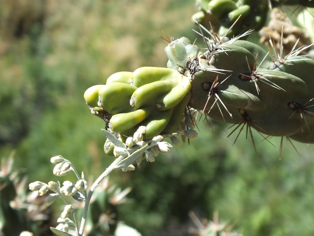 a close up of a bunch of green fruit on a plant