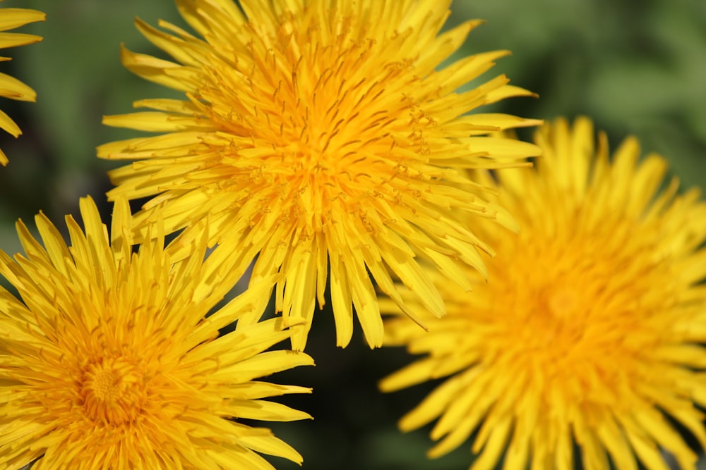 a close up of a bunch of yellow flowers