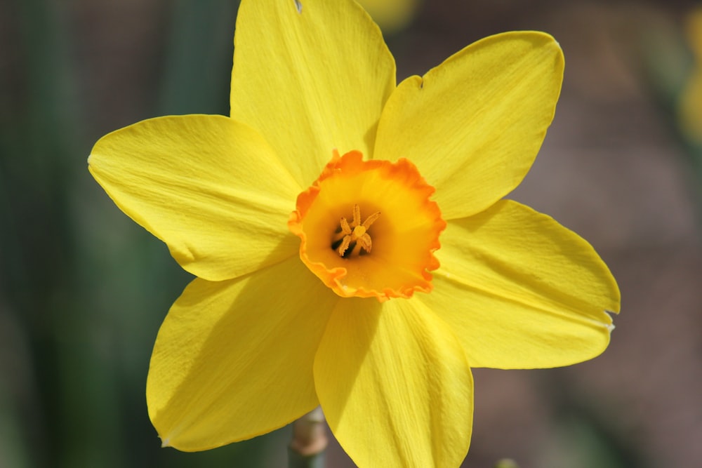 a close up of a yellow flower with a blurry background