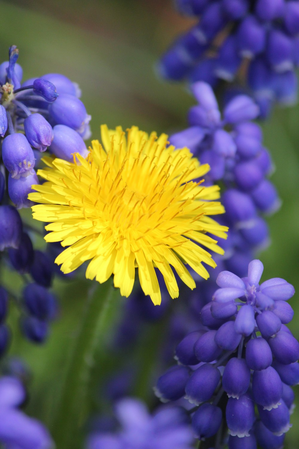 a close up of a yellow flower surrounded by blue flowers