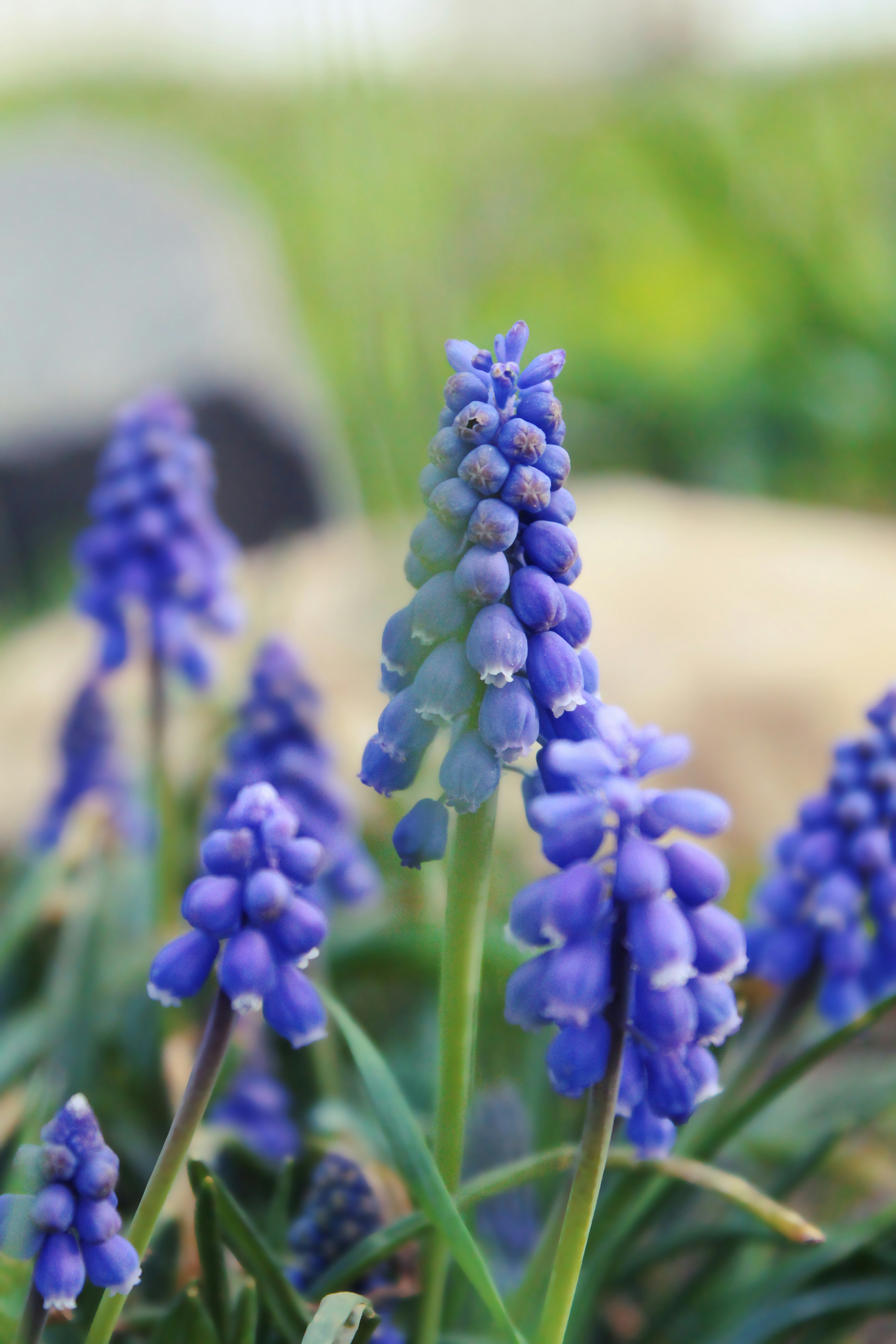 a close up of a bunch of blue flowers