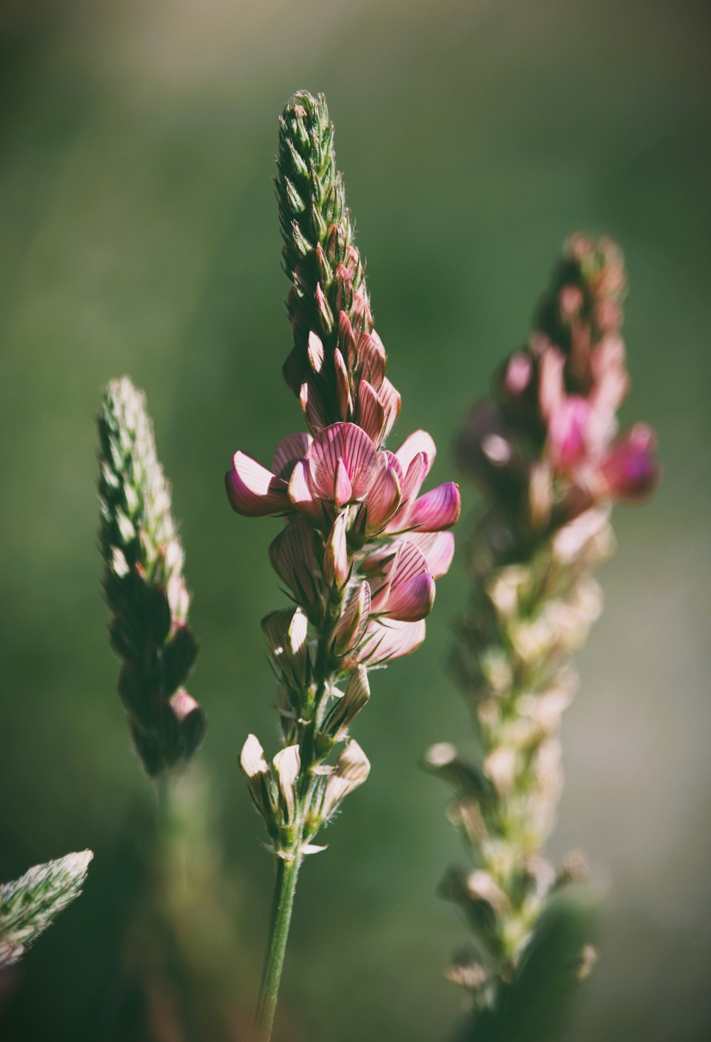 a close up of a flower with a blurry background