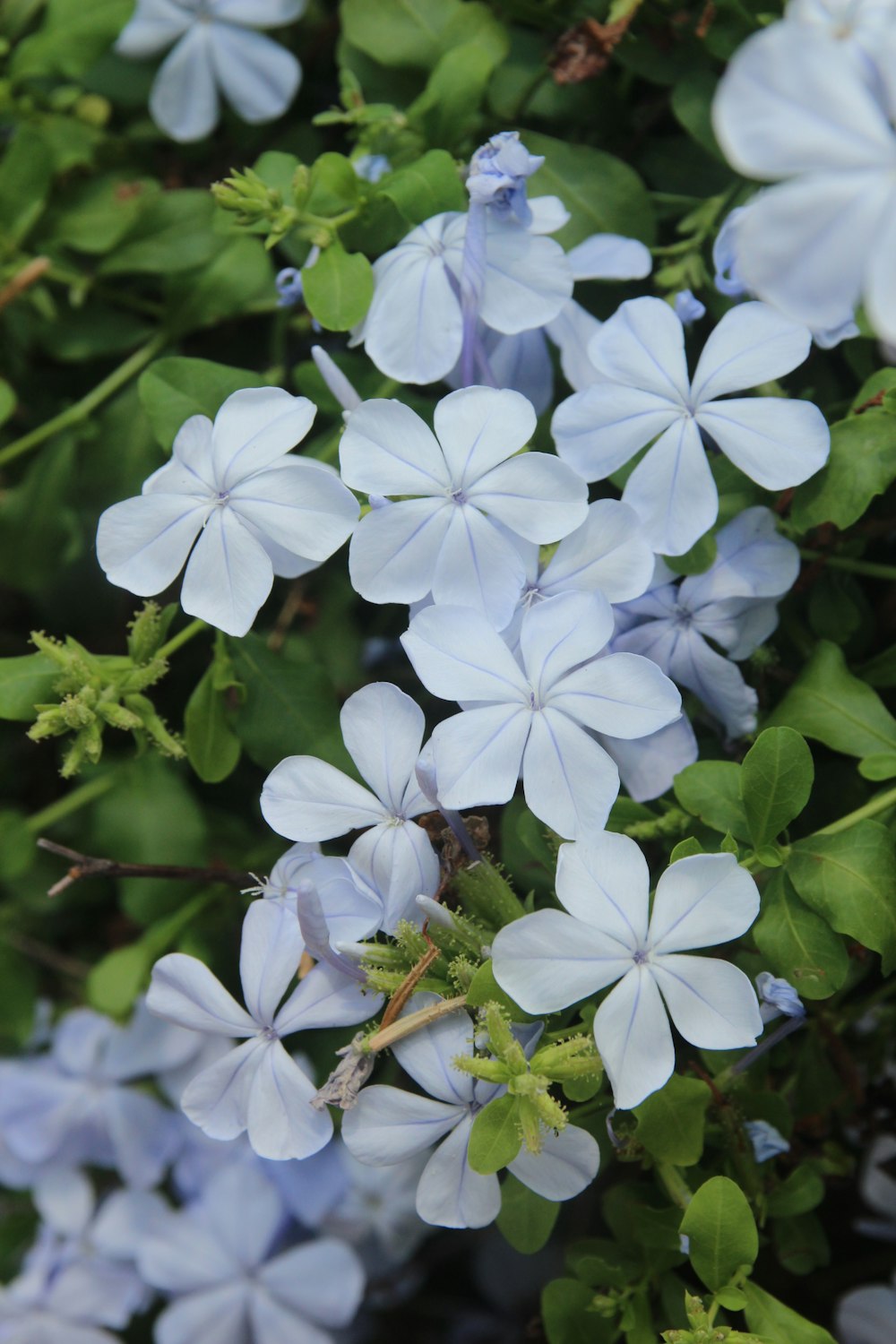 a bunch of blue flowers with green leaves