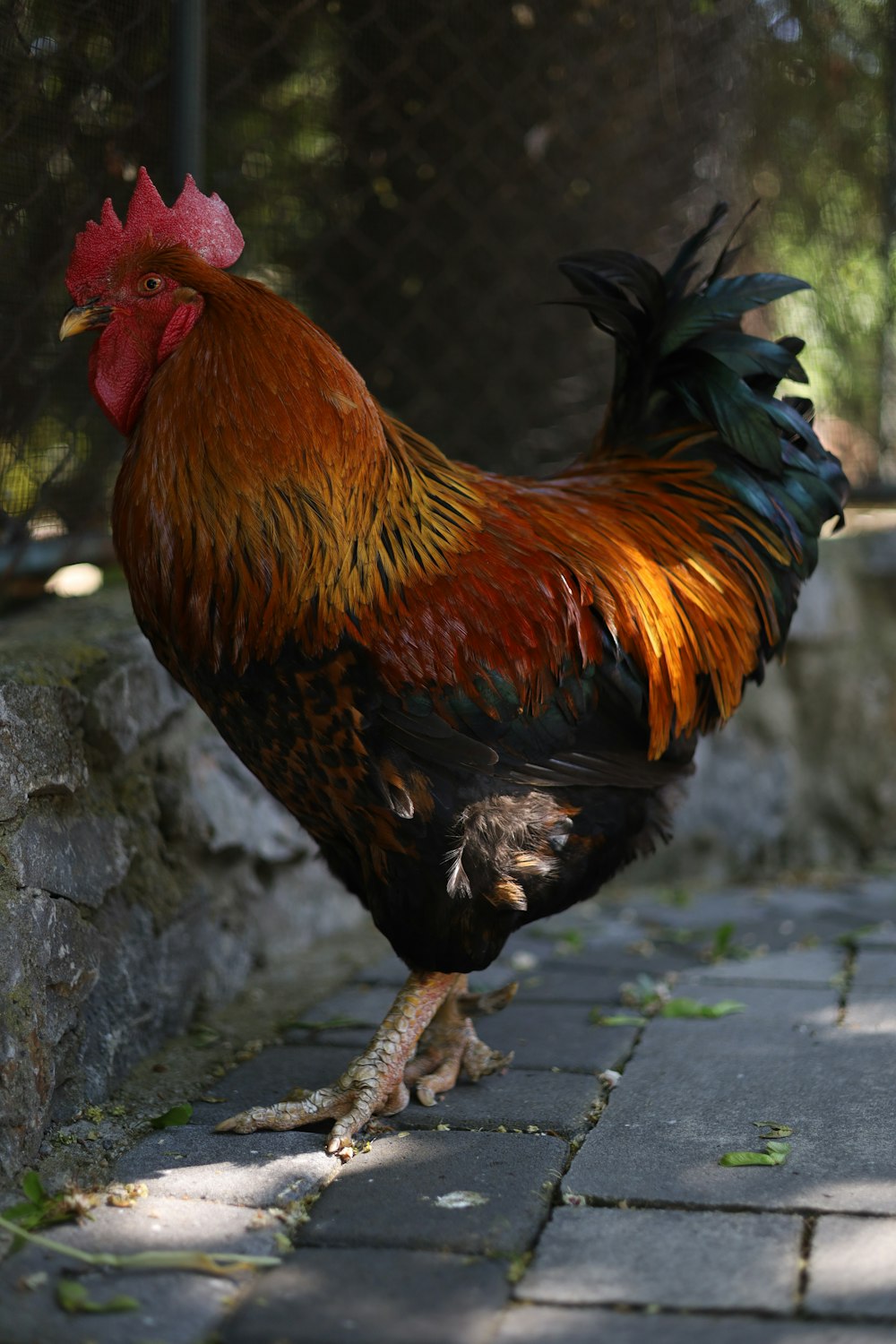 a rooster is standing on a brick walkway