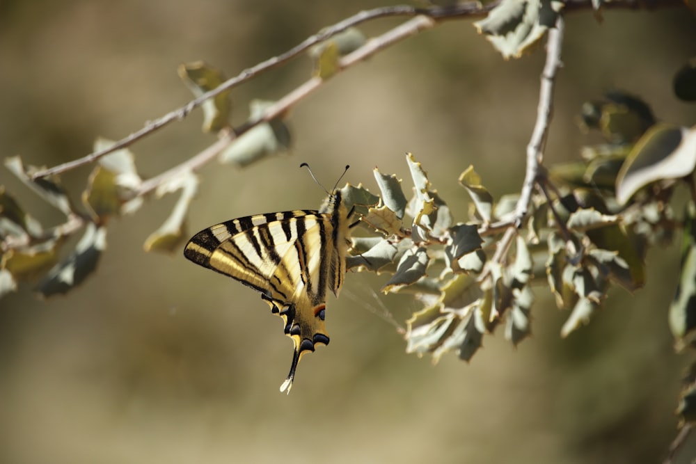 a yellow and black butterfly sitting on a leafy branch