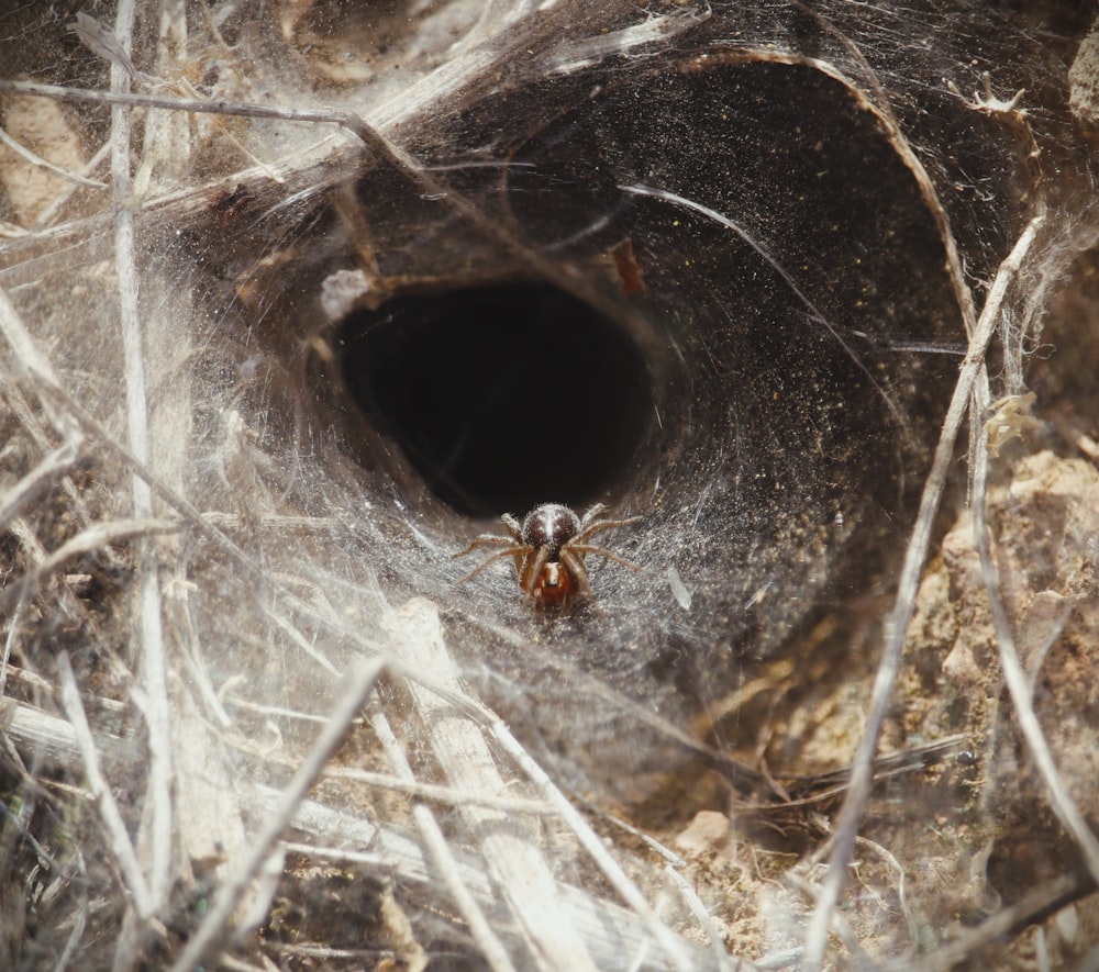 a spider crawling in a hole in the ground