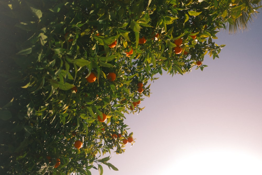 a tree filled with lots of oranges under a blue sky