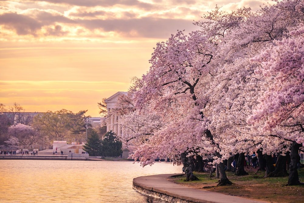 a group of cherry blossom trees next to a body of water