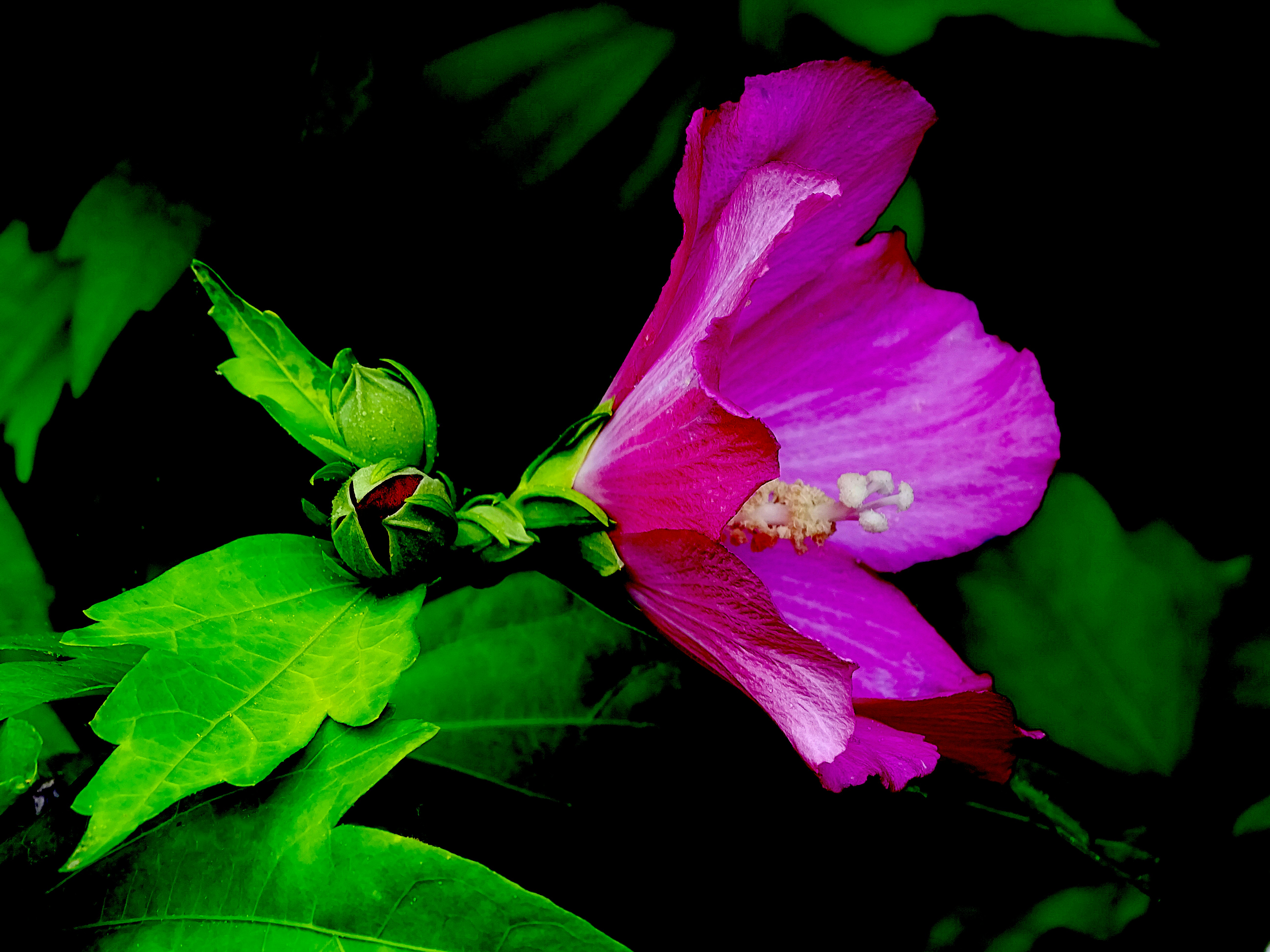 a pink flower with green leaves on a black background
