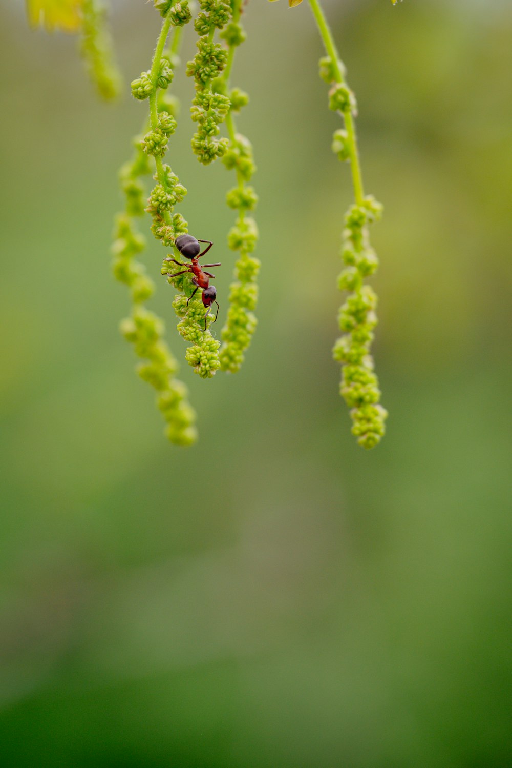 a bug is sitting on a green plant