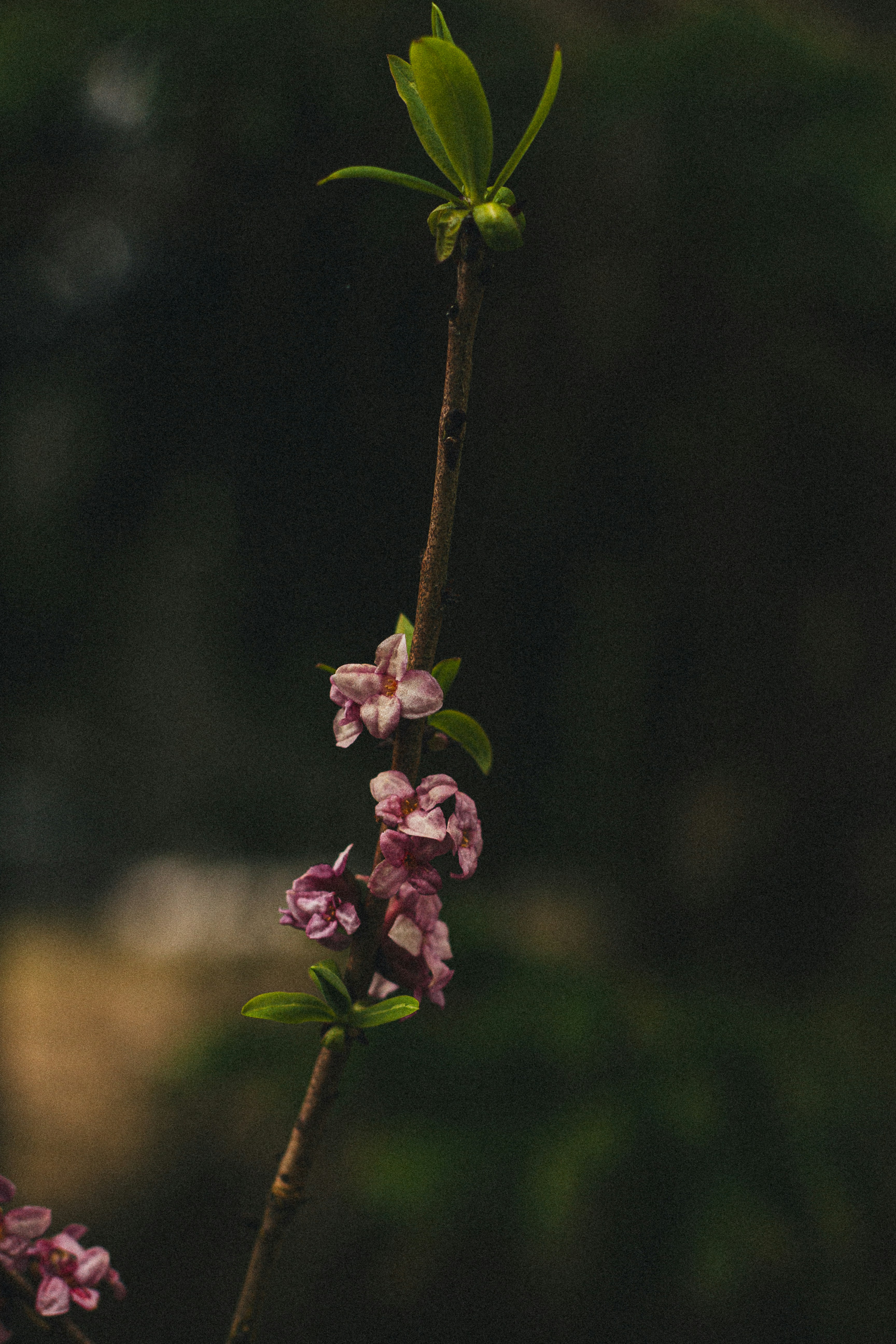 a branch with pink flowers and green leaves