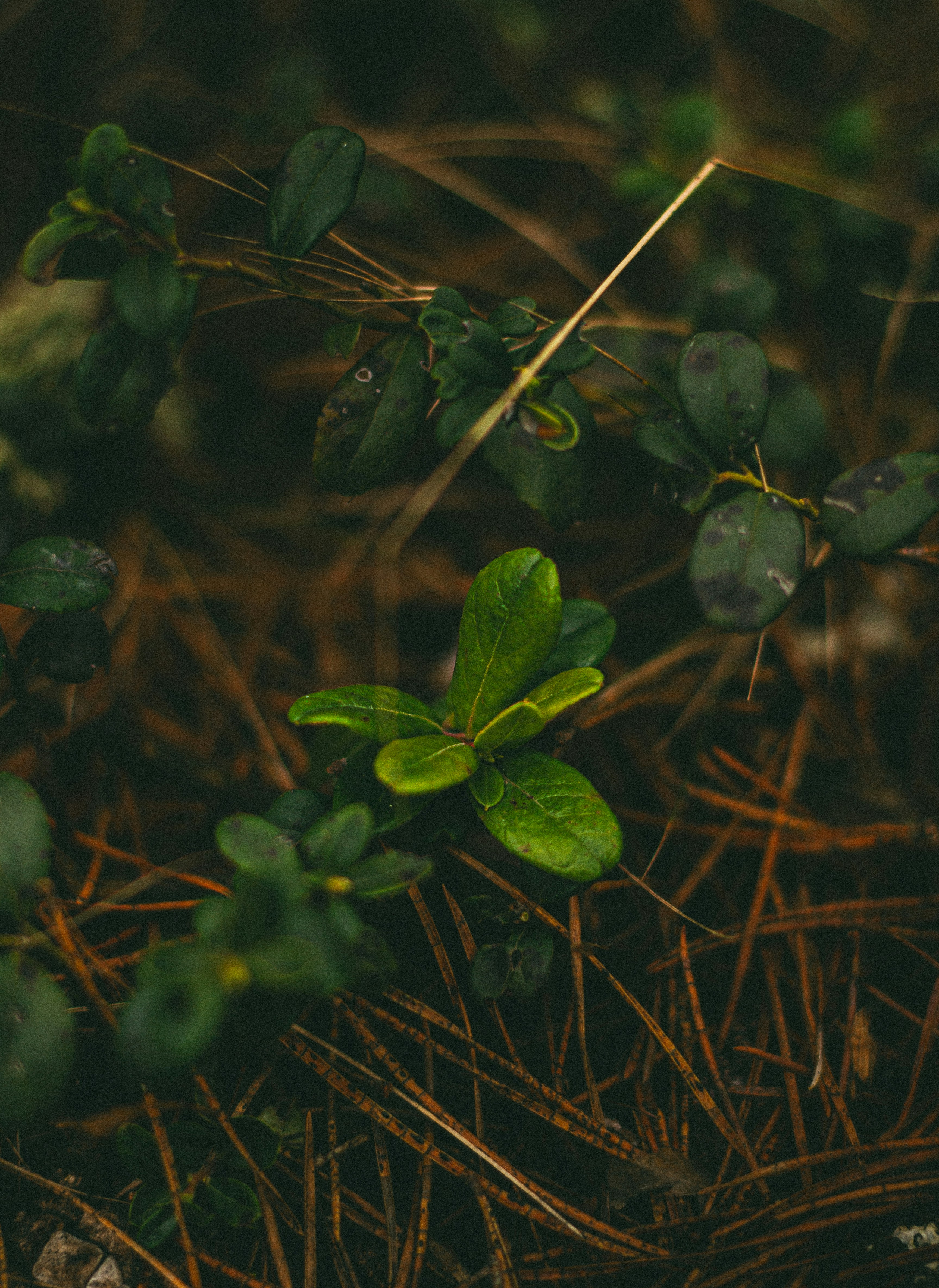 a small green plant growing out of the ground