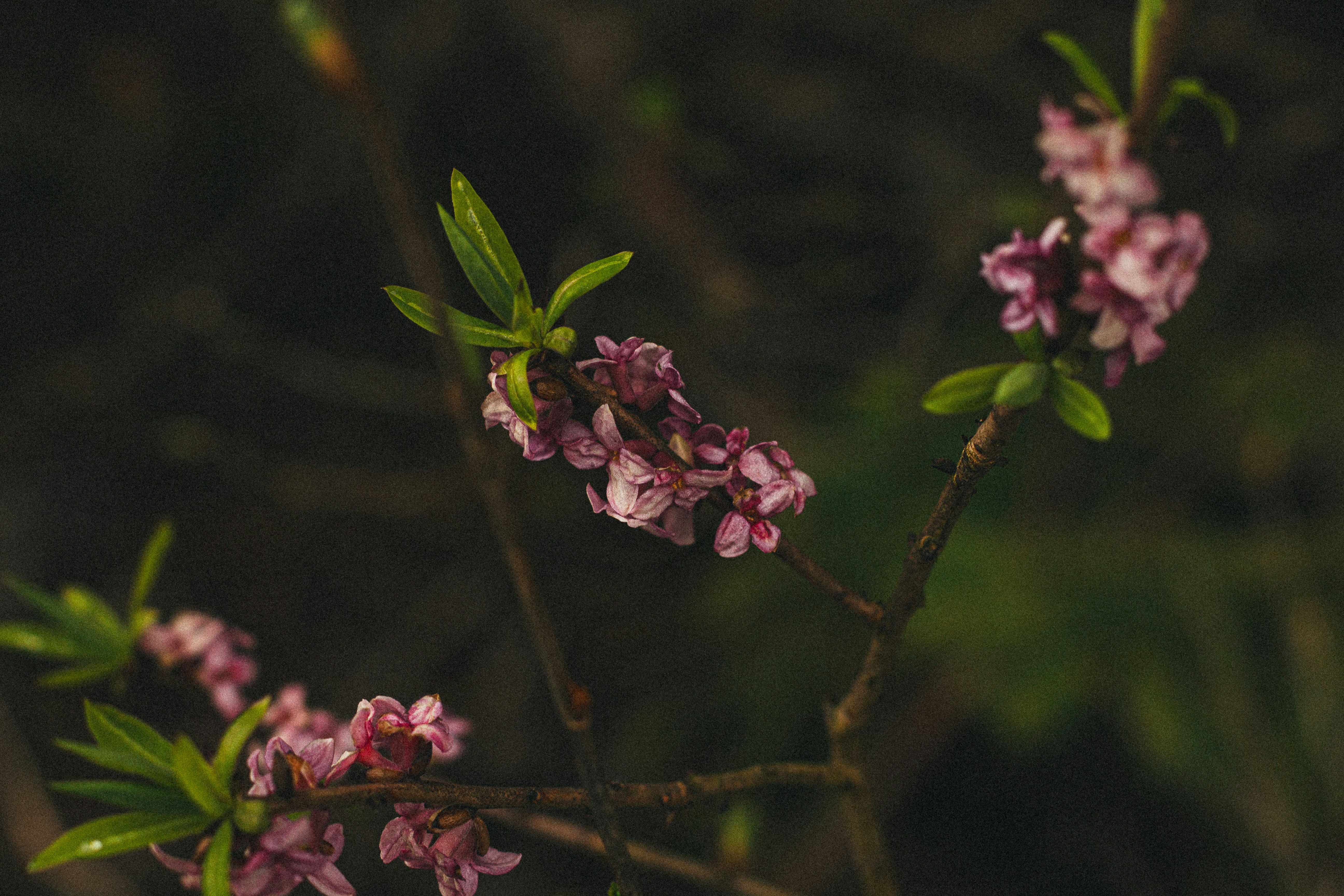 a branch of a tree with pink flowers