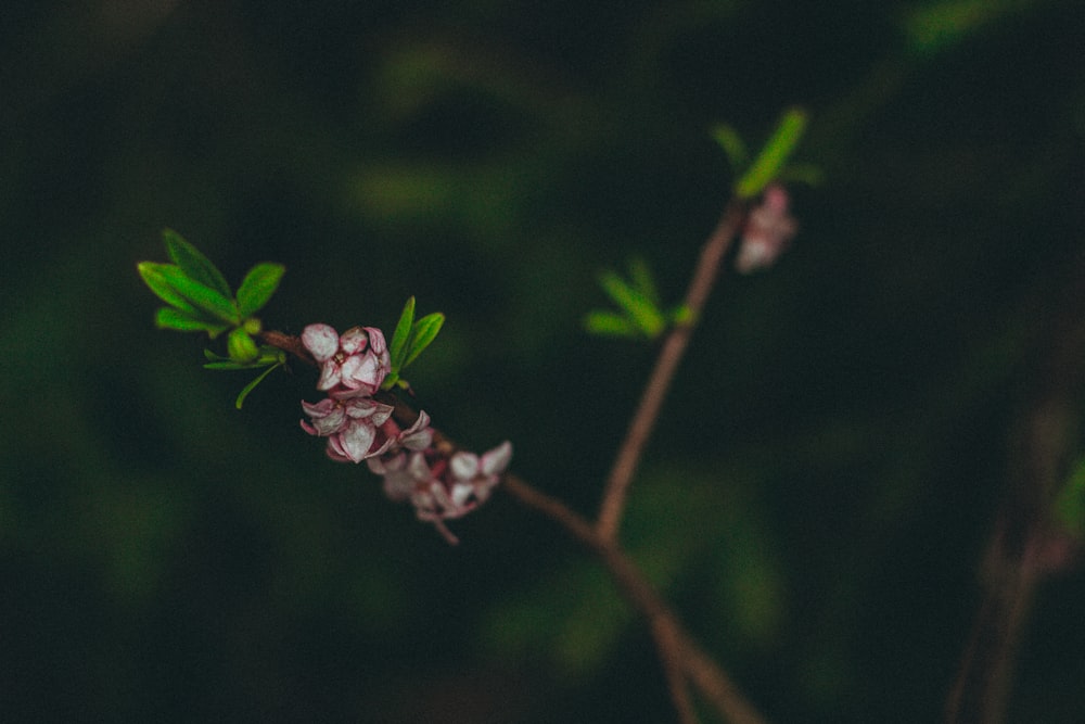 a close up of a flower on a tree branch