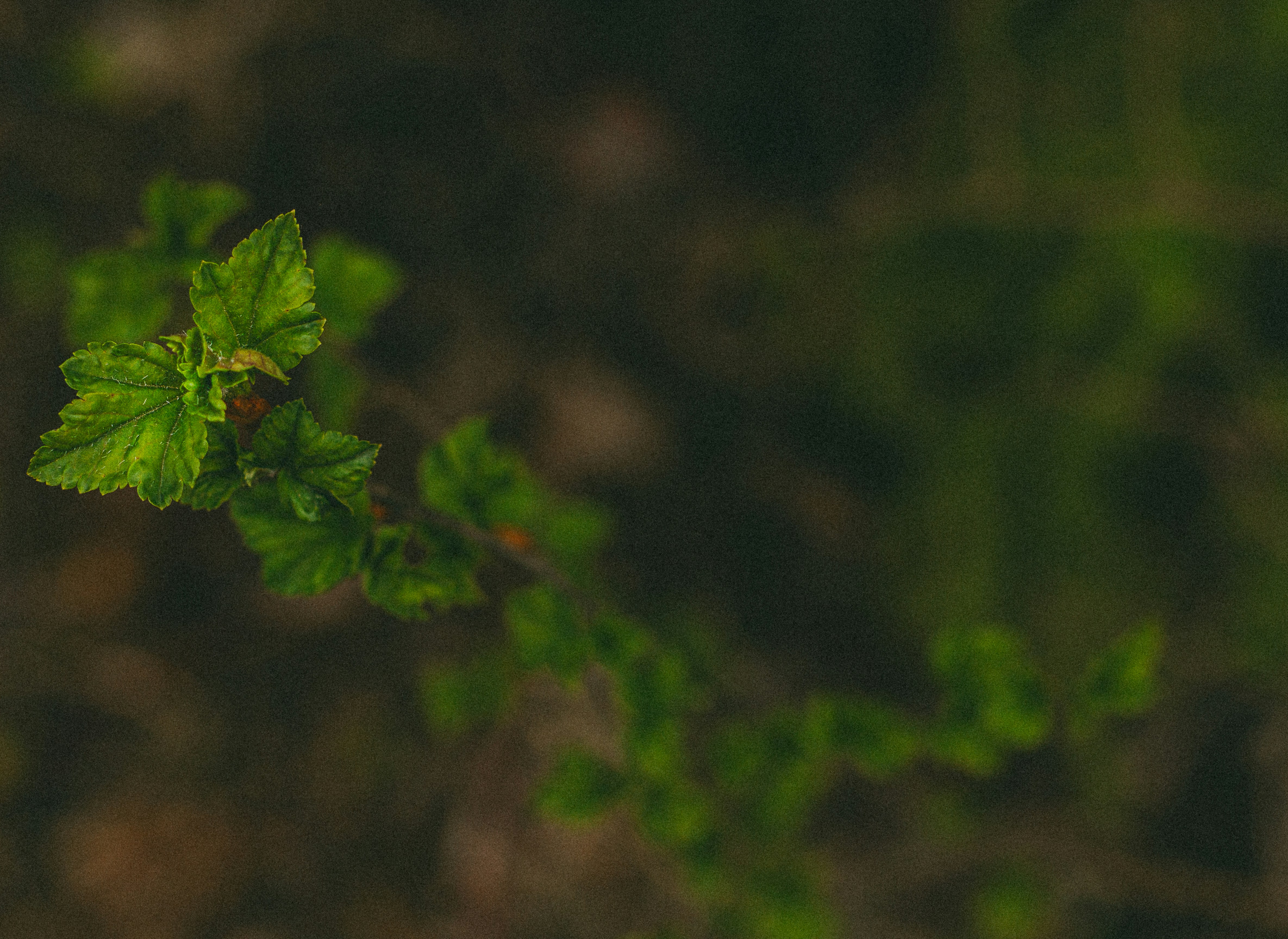 a close up of a leaf on a plant