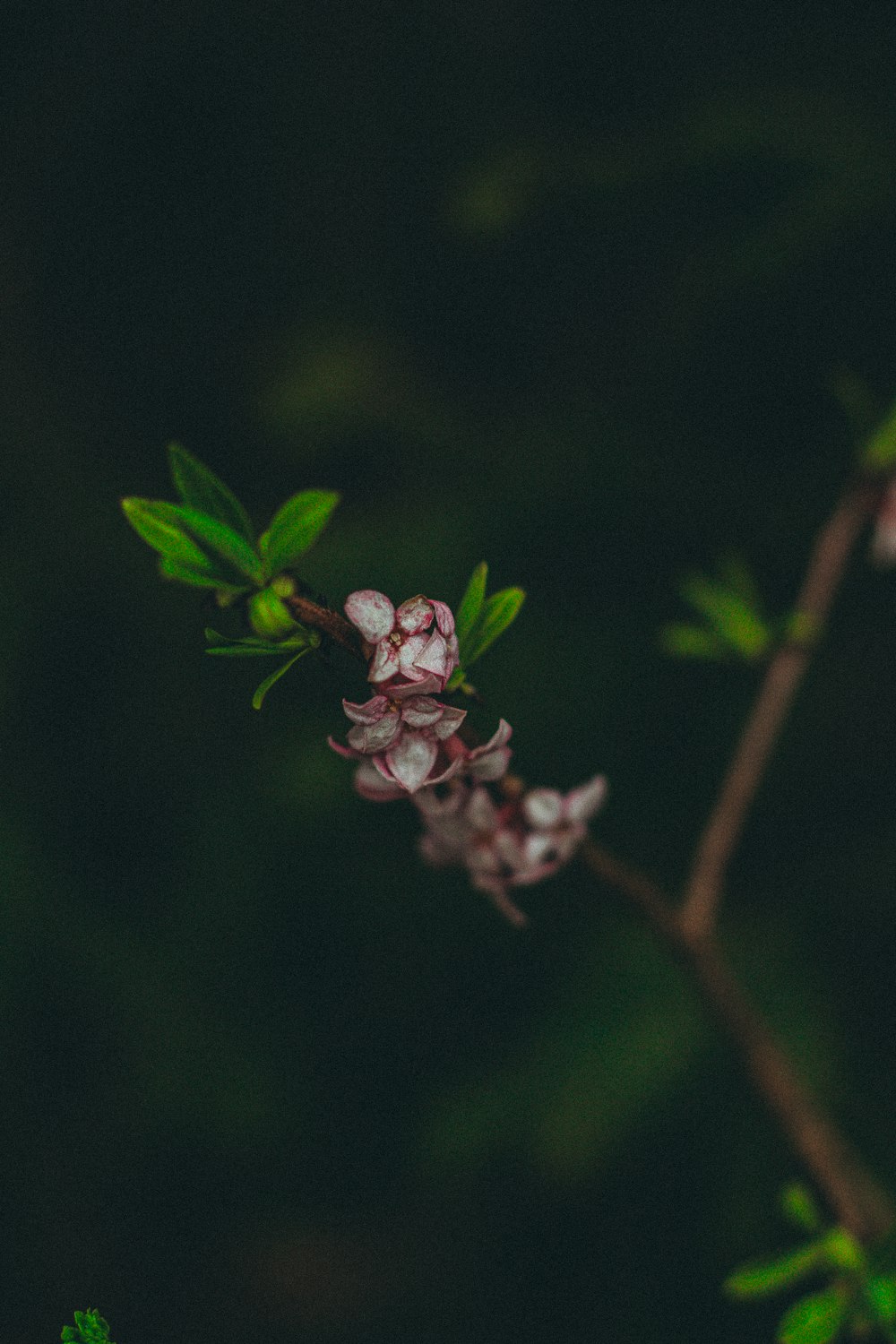 a close up of a flower on a tree branch