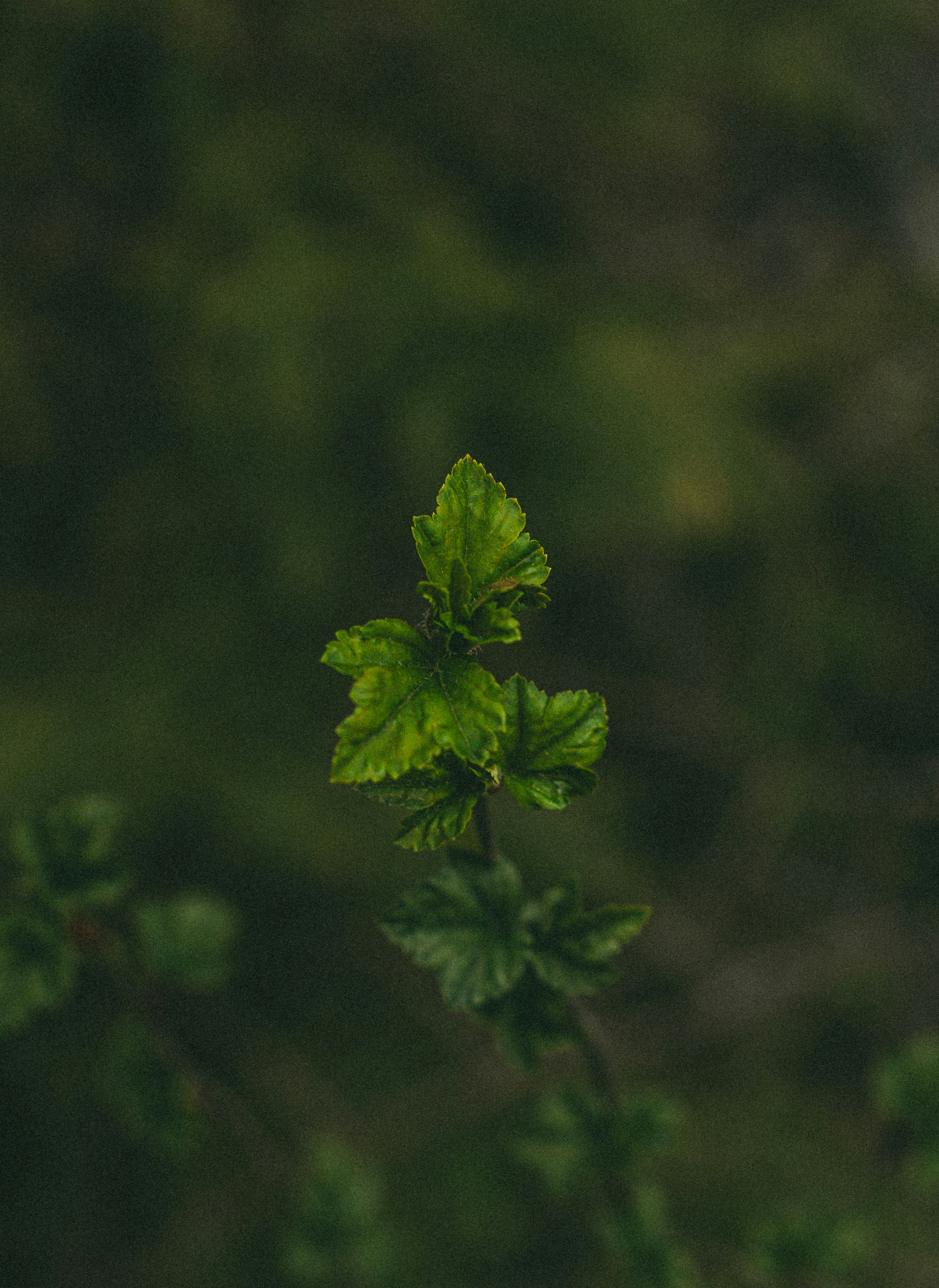 a close up of a green plant with leaves