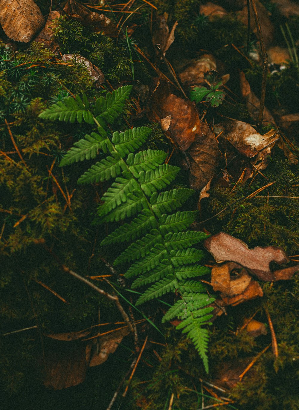 a close up of a plant on the ground