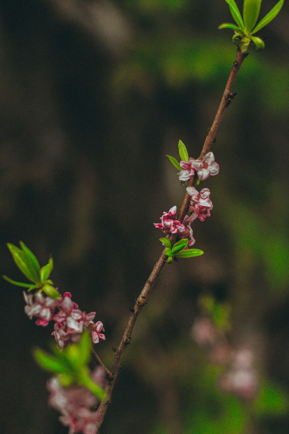 a close up of a flower on a tree branch