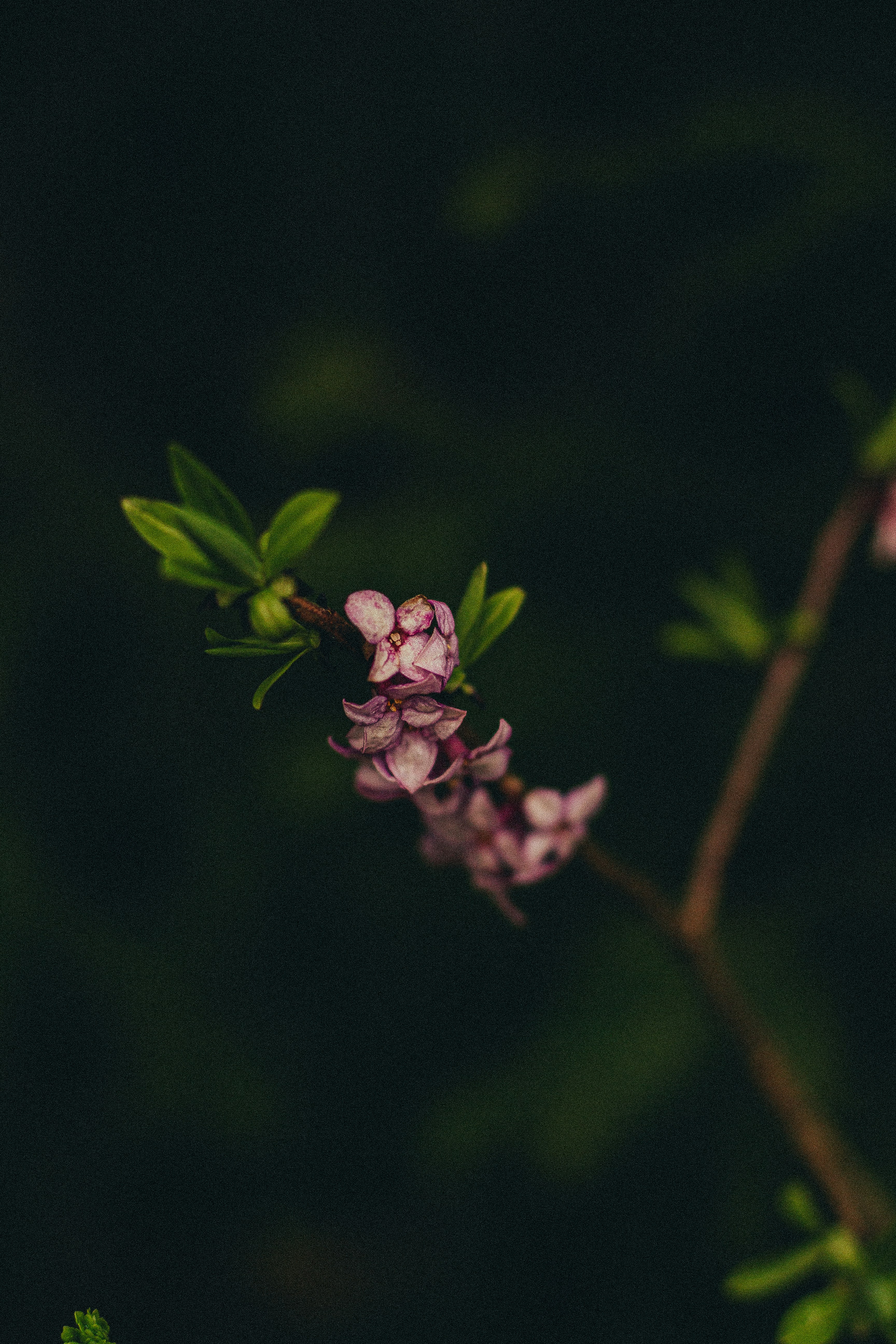a close up of a flower on a tree branch
