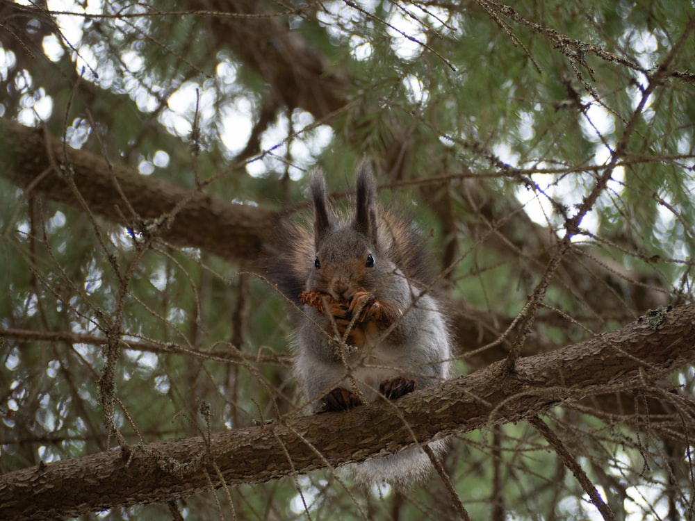 a squirrel eating a nut in a tree