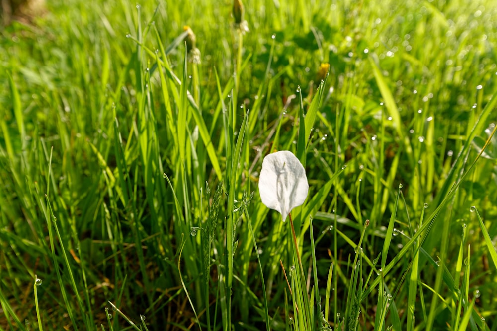 a white flower sitting in the middle of a lush green field