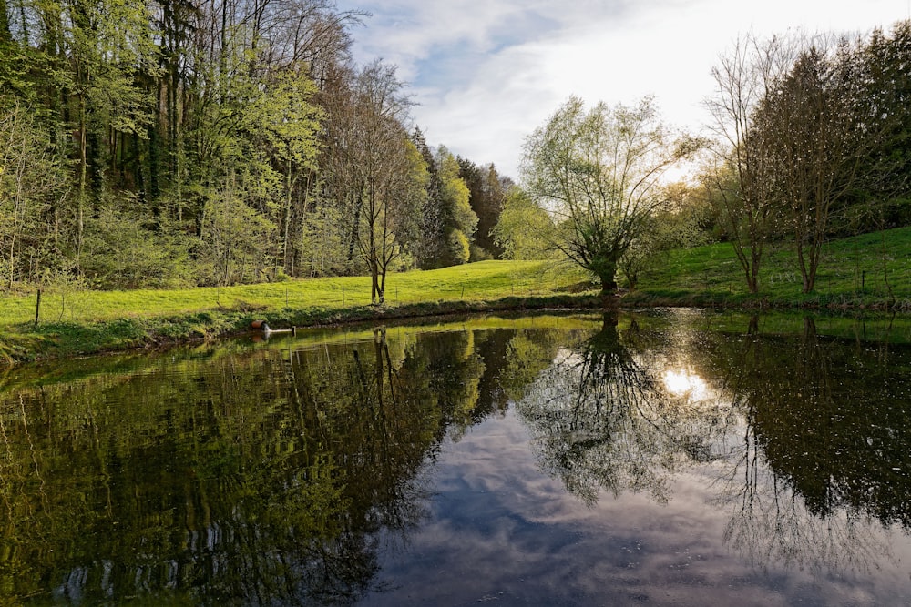 a small pond surrounded by trees and grass