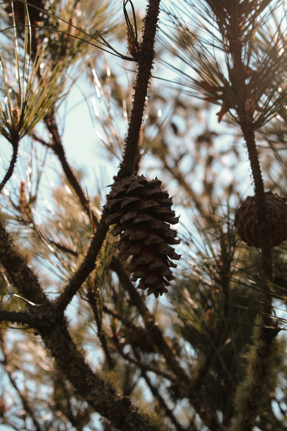 a pine cone hanging from a tree branch