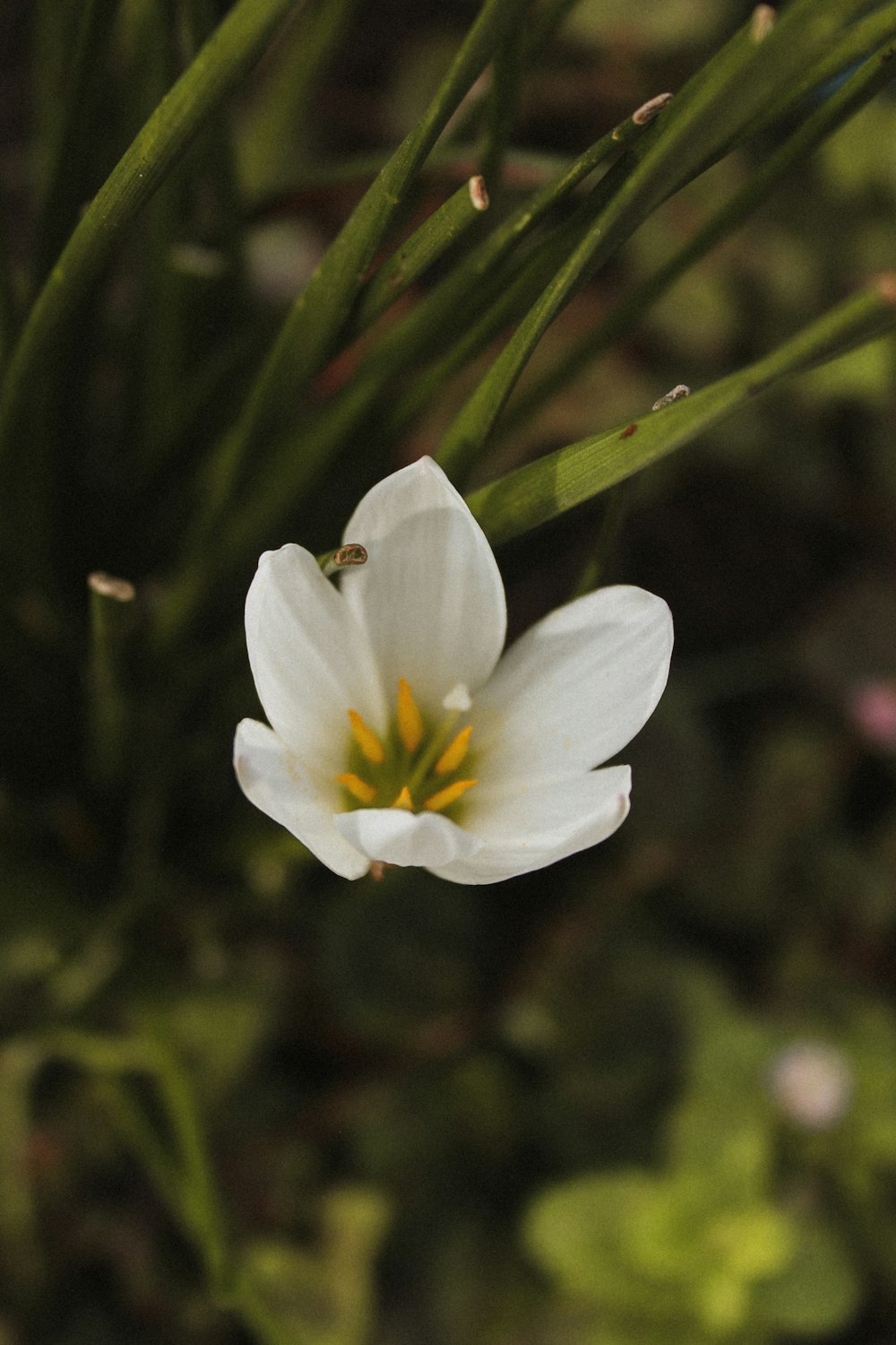 a small white flower with a yellow center