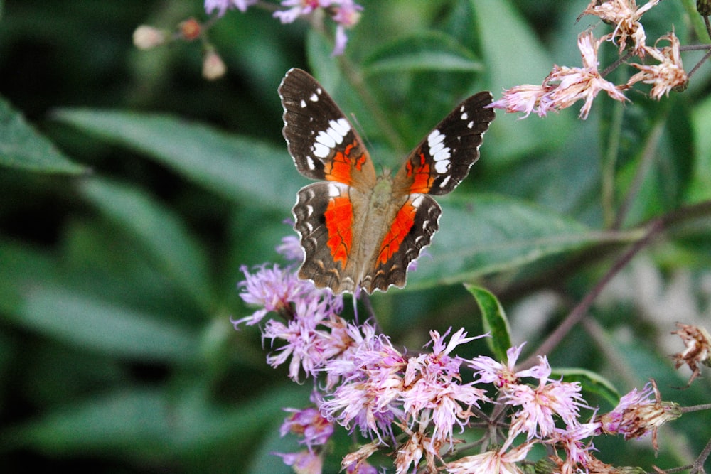 a close up of a butterfly on a flower