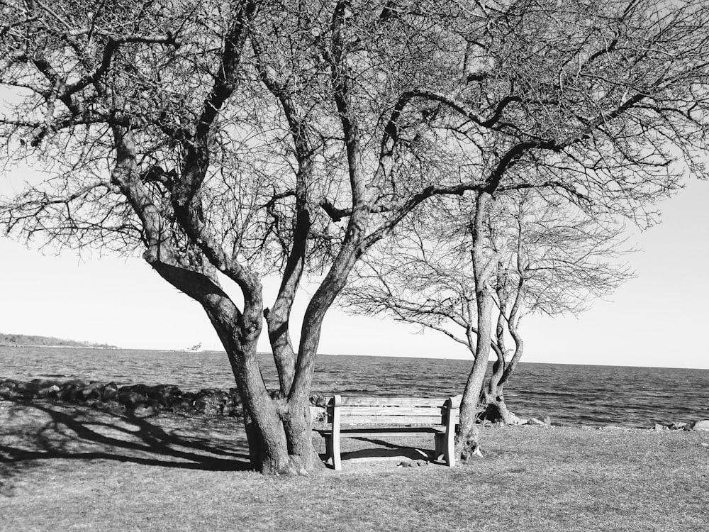 a black and white photo of a bench under a tree